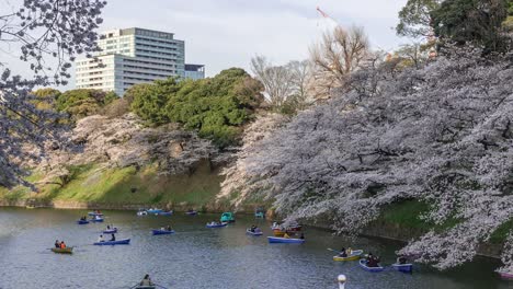 kolorowe łodzie wiosłowe na fosie obok kwiatów wiśni sakura w tokio