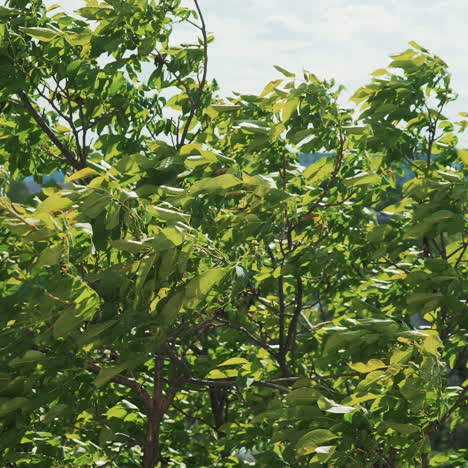 green trees bend in the wind.