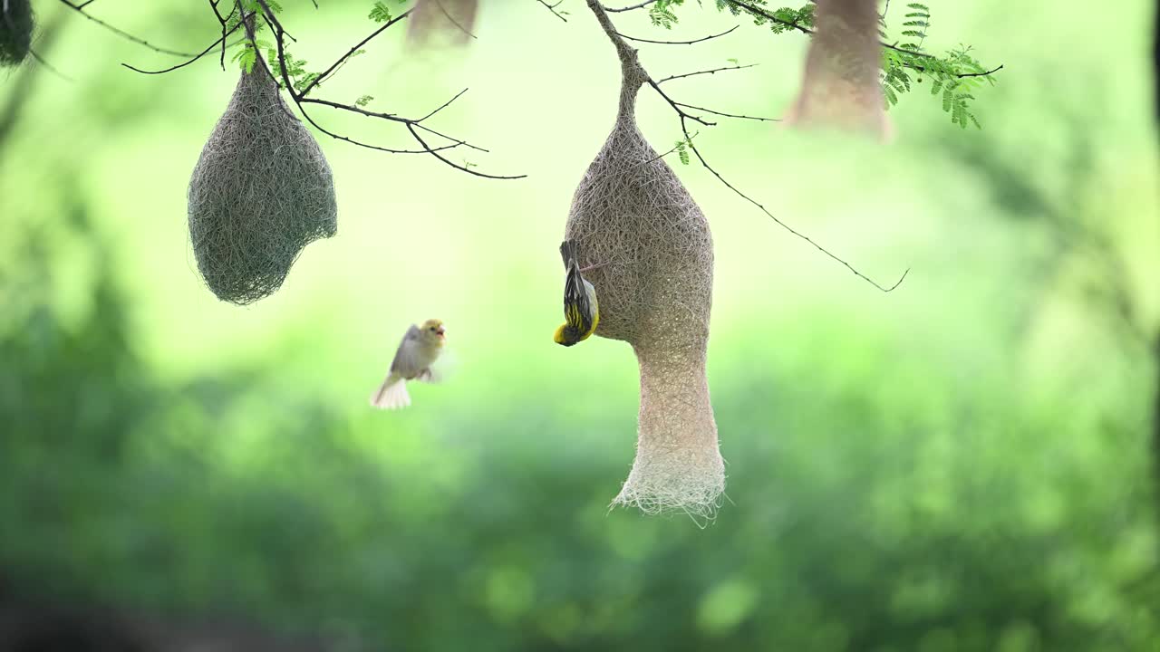 Male Baya Weaver displaying attraction dance to female in suspended nest colony