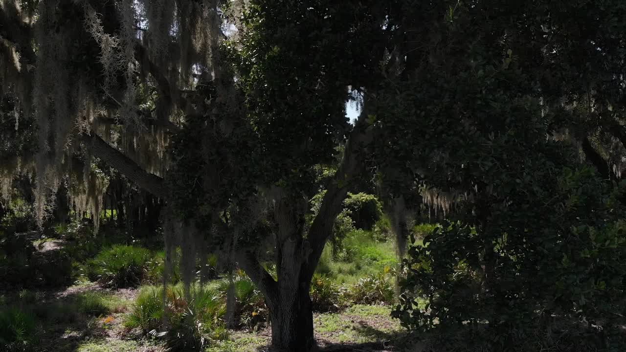 스페인 이끼가 매달려 있는 이 상징적인 남쪽 나무 공중에서 많은 태양 렌즈 플레어