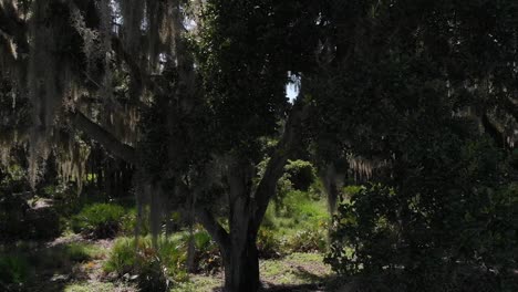 Plenty-of-sun-lens-flare-in-this-iconic-Southern-tree-aerial-of-trees-with-hanging-Spanish-moss