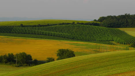 Paisaje-Montañoso-Con-Viñedos-Durante-Un-Día-Soleado-Campo-De-Prados-Y-Postes-De-Energía