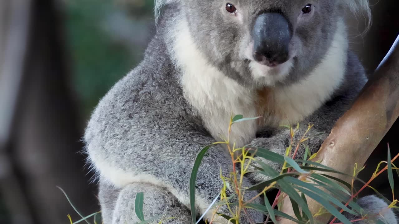 A koala closely munches on eucalyptus leaves, showcasing its furry features and natural behavior.