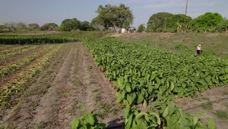 overhead view of a green tobacco field on a sunny day with one person in distance