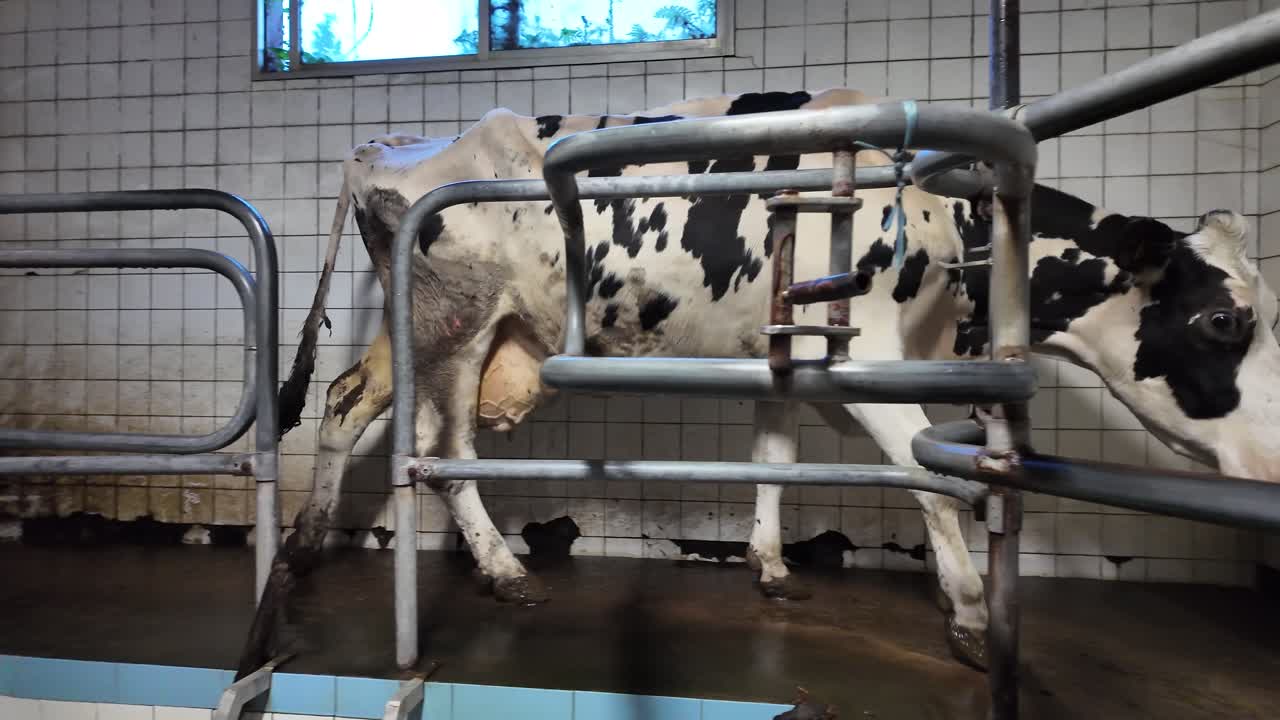 Slow motion footage of cows entering a milking facility inside a working dairy farm