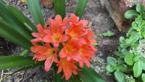 clivia en plena floración en el jardín