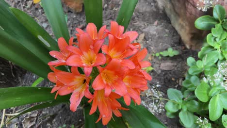 clivia in full bloom in the garden