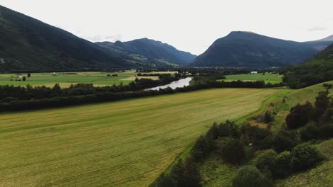 Cows-in-fjord-mountains-drone-aerial