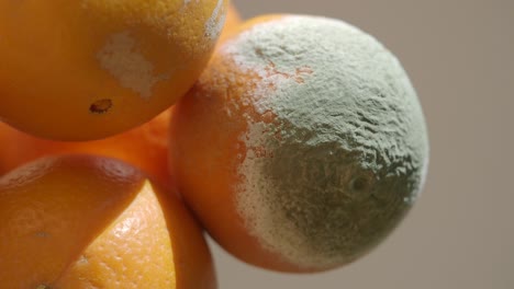 naranjas con moho