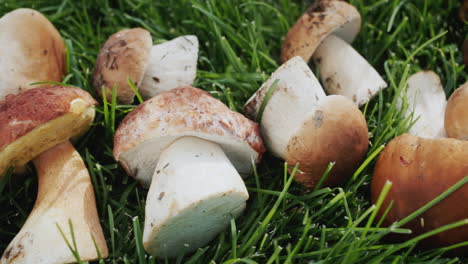 Appetizing-wild-mushrooms-in-green-grass.-Top-view-slider-shot