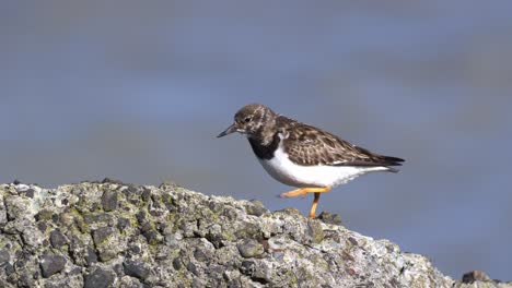 close up shot of a sanderling standing on an old weathers concrete wall, then walking on a windy day along the shore, slow motion