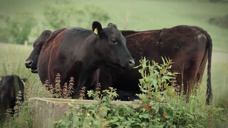 Vacas-Marrones-Paradas-Juntas-En-Un-Pasto