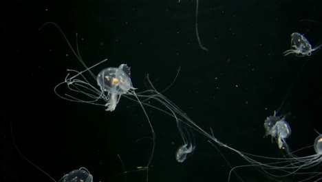 medusa - chrysaora quinquecirrha - pequeña medusa blanca con largos tentáculos