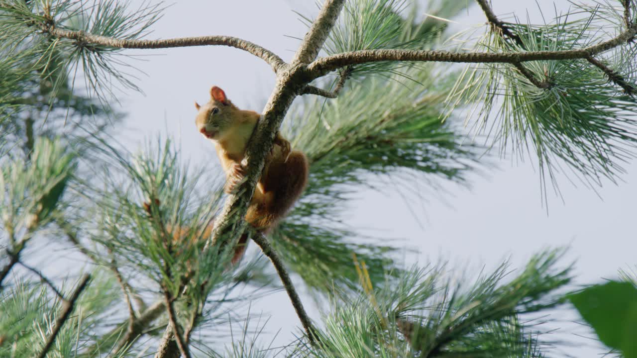 Squirrel in a Pine Tree