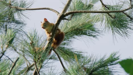 squirrel in a pine tree