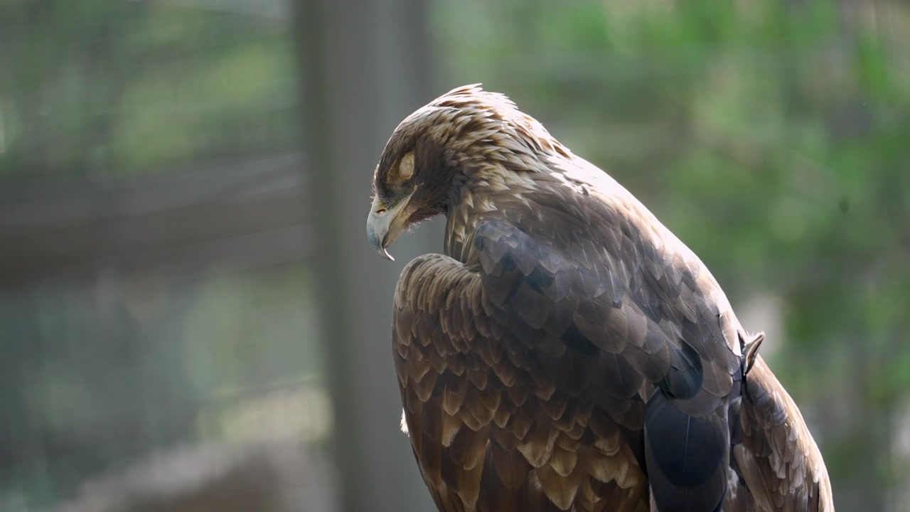 Grande aquila, che rivela un ricco piumaggio marrone e una feroce presenza predatoria in uno straordinario filmato naturalistico.