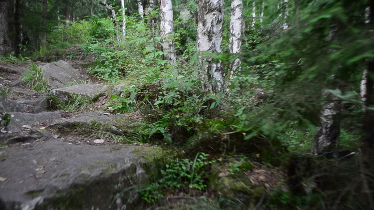 Pietre e montagne, pini. Natura e pini