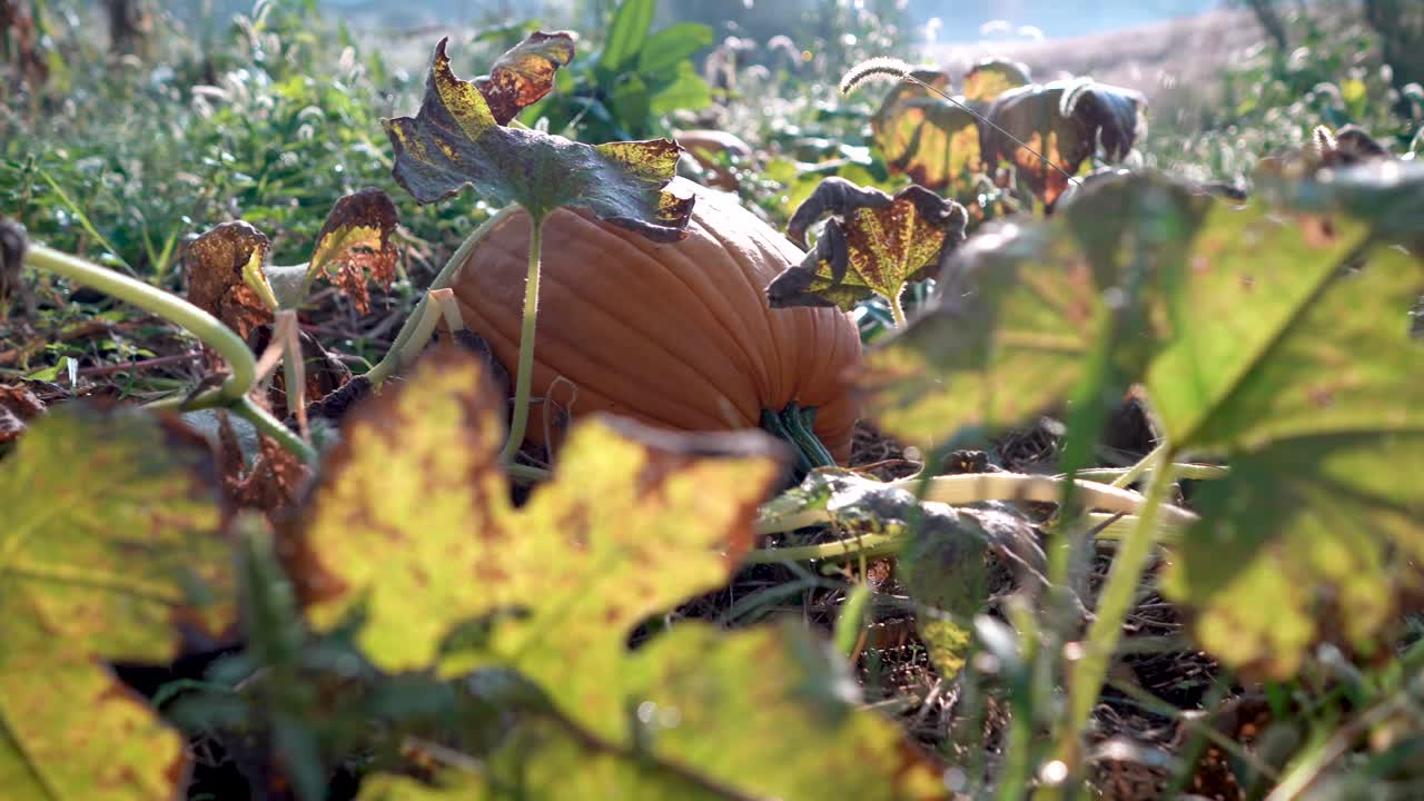 Pumpkin in the Field