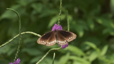 Indischer-Krähenschmetterling-Landet-Auf-Der-Violetten-Schlangenkrautstachytarpheta-Jamaicensis-Blume-In-Zeitlupe