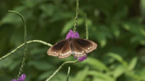 indian common crow butterfly landing on purple snakeweed stachytarpheta jamaicensis flower slow motion