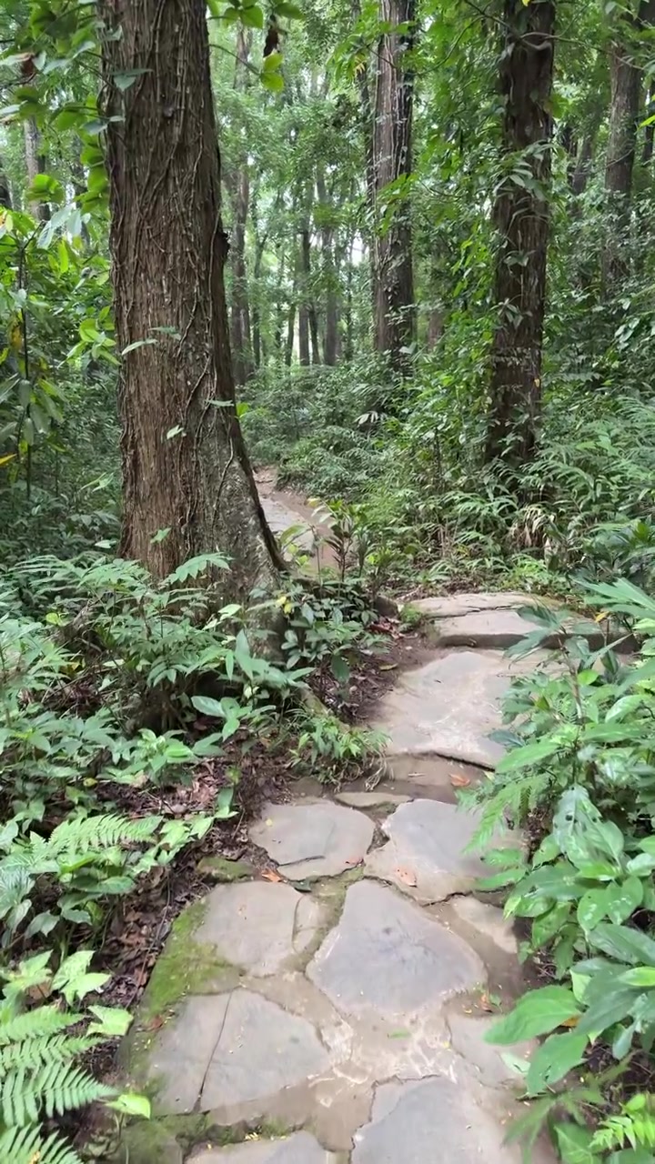 Stone Path Winding Through a Lush Green Forest