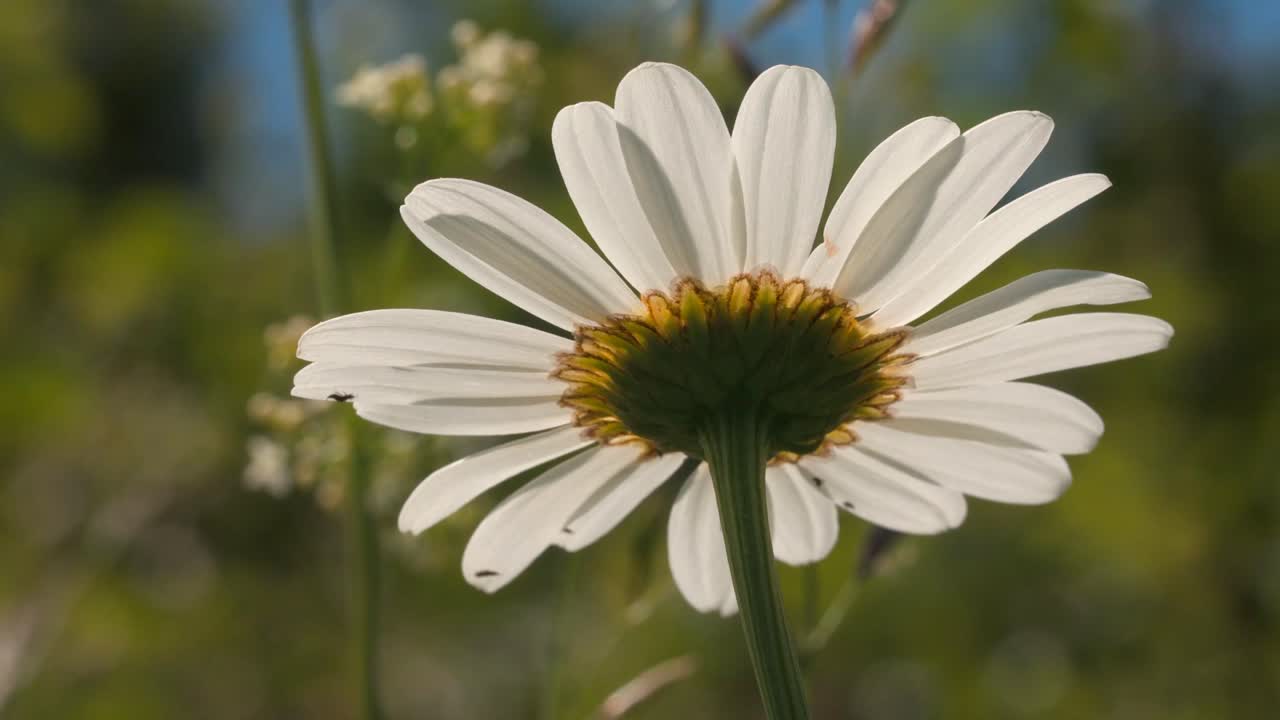 vista de atrás de una margarita blanca