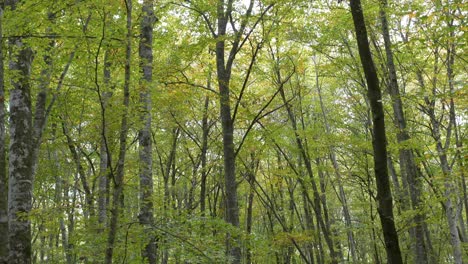 bosque denso bosque árboles lento inclinación hacia abajo paisaje forestal