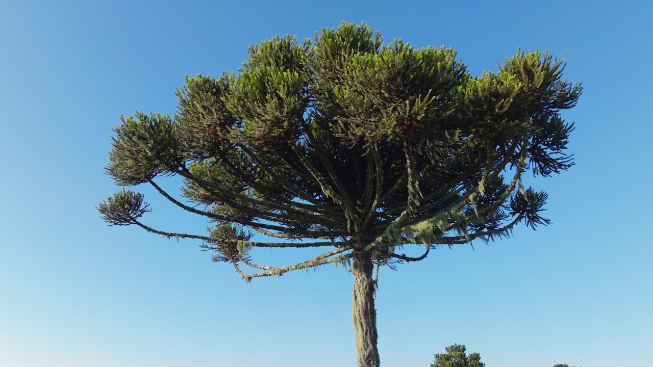 Araucaria canopy in smooth orbit against clear blue sky in Serra Gaucha.