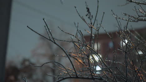 close-up of frosted tree branches with subtle ice formations and glowing reflections under soft lighting, the glimmering light enhances the intricate of the branches against a blurred background