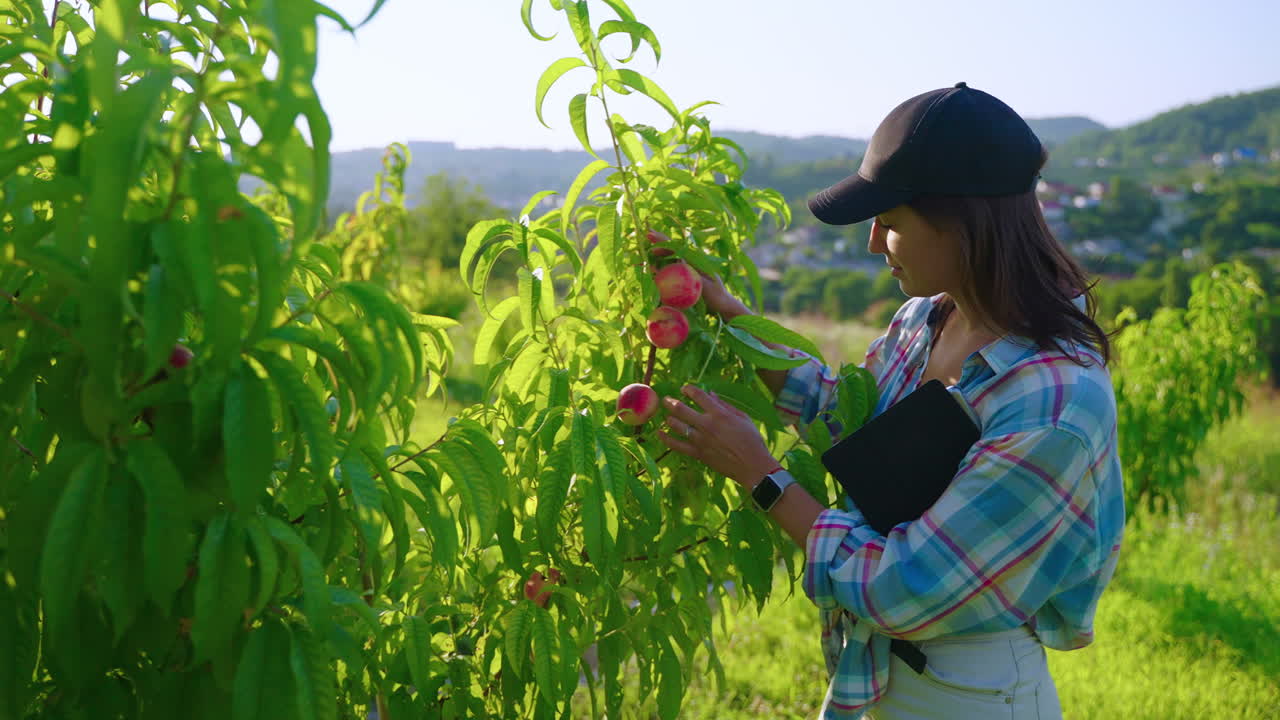 mujer inspeccionando melocotones en un huerto