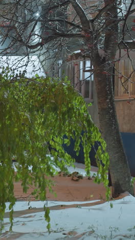 calle cubierta de nieve con una rama de árbol doblada pesada por la nieve cerca de un edificio residencial, con hojas verdes vibrantes y bayas rojas bajo una luz suave en un entorno tranquilo de la noche de invierno