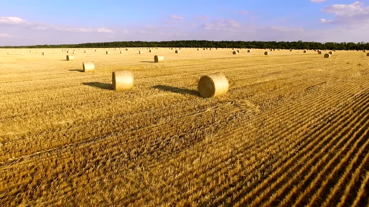 Ilmakuva kultaisesta pellosta vehnänoljen pyöröpaaleineen auringonlaskun aikaan