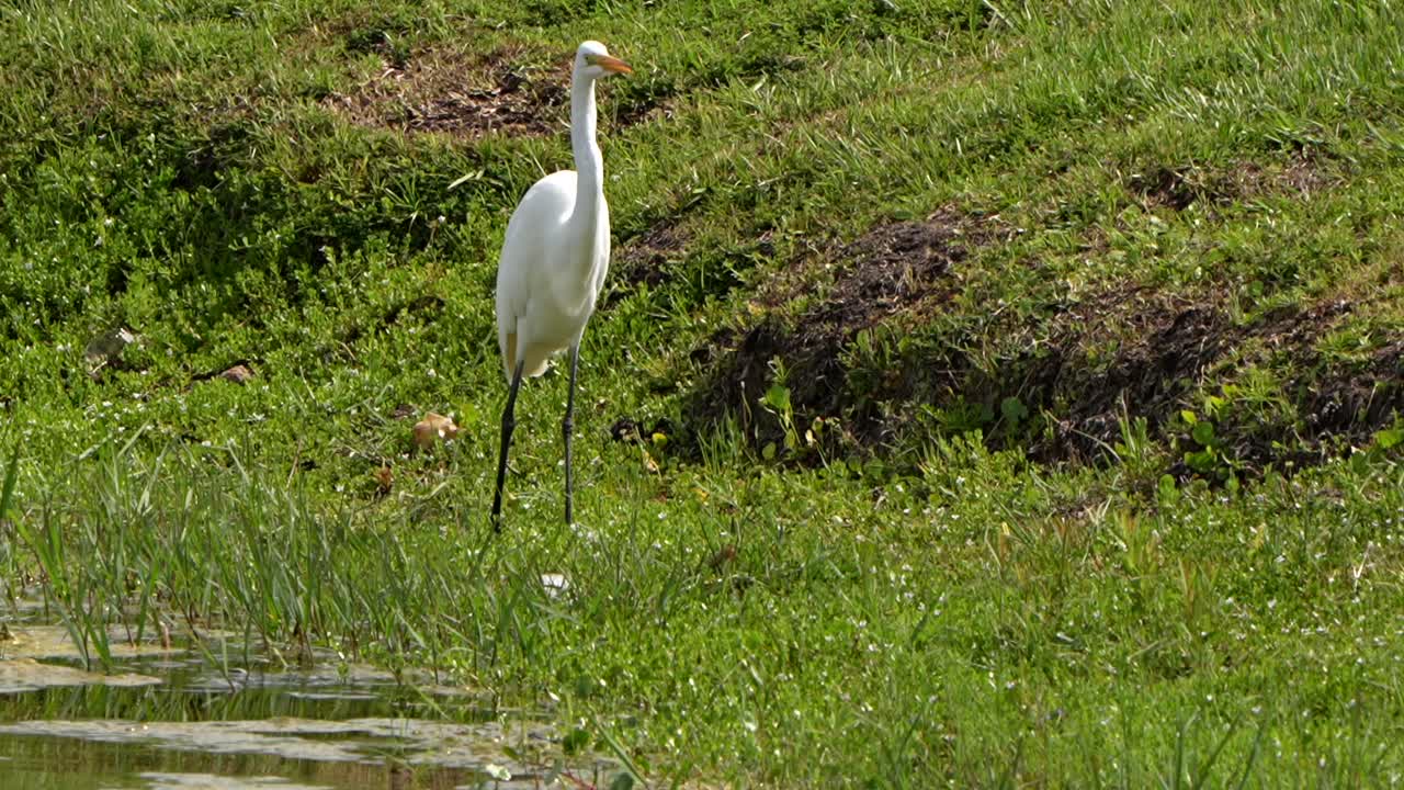 Great egret catches and eats a bug