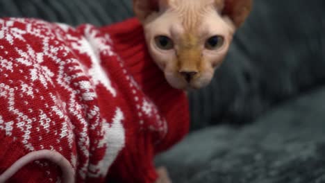 gato egipcio sin pelo dentro de casa para navidad durante el invierno usando un suéter