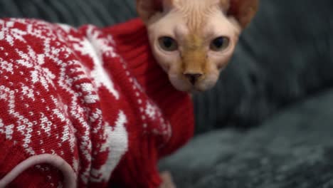 egyptian cat hairless indoors at home for christmas during winter wearing a sweater