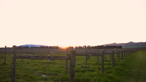 puesta de sol de hierba verde y viñedo con viento