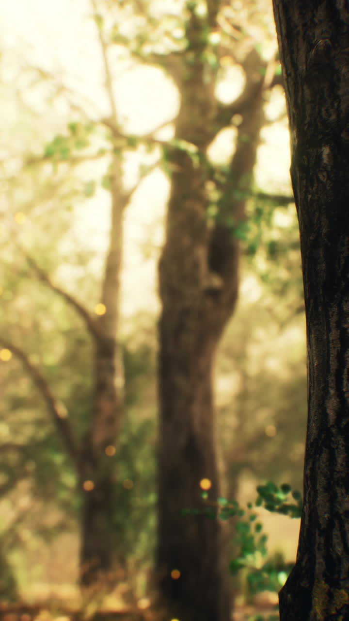빛이 비치는 숲