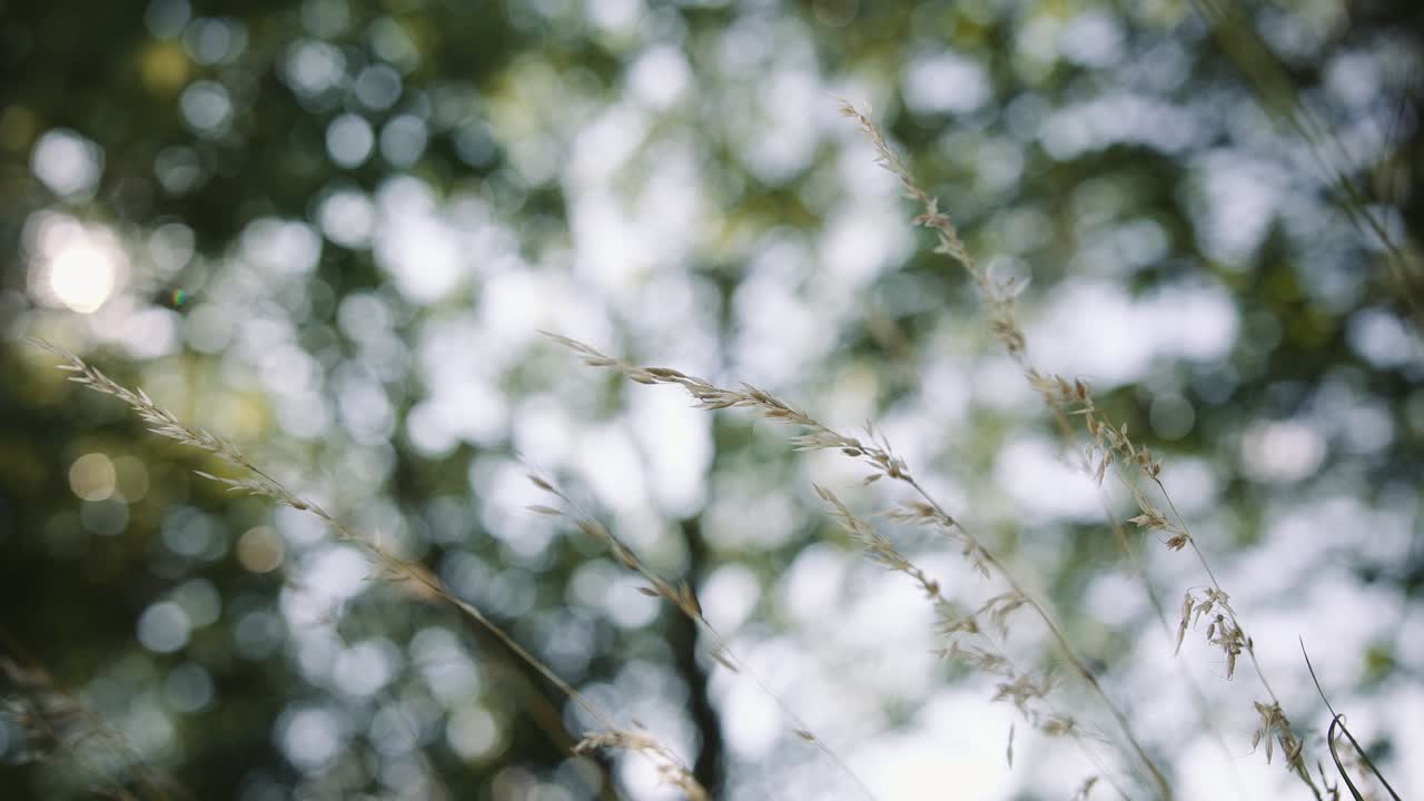 ⁇  잔디 꽃이 바람에 불고 배경에  ⁇ 빛이 있습니다.