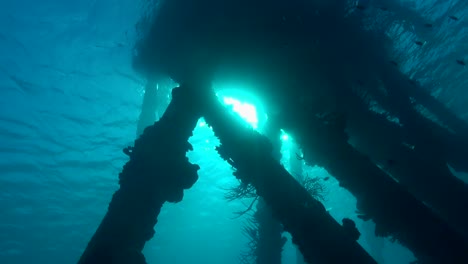 Pier-pilings-with-fish