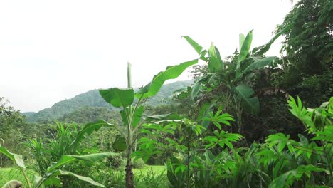 PAN-UP-of-an-organic-orchard-in-latin-america