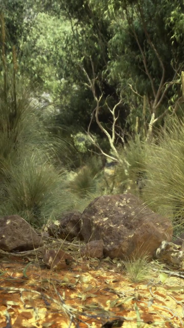 Escena Natural con Rocas y Hierba en un Entorno Forestal bajo la Luz del Sol