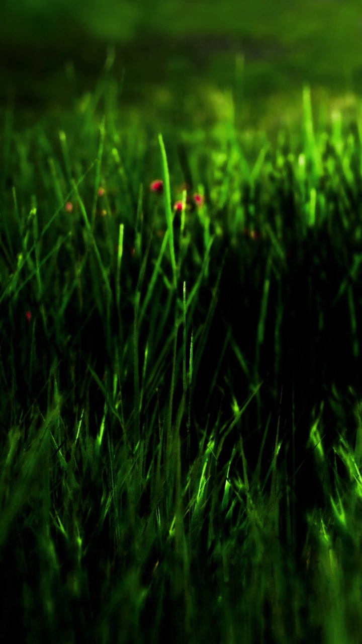 Grass grows in a field during daylight in a rural area near a forest
