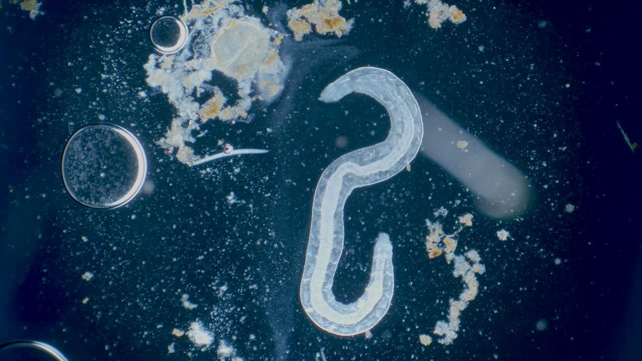 Transparent tiny water worm, zooplankton under microscope