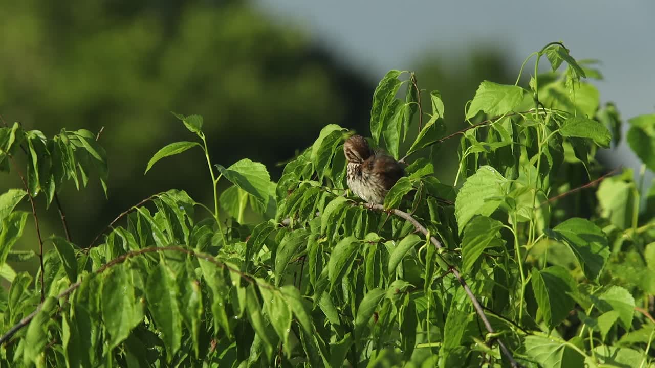 새 한 마리가 나무 위에 앉아 노래를 부르고 새벽에 털을 고 있다