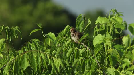 A-bird-sits-in-a-tree,-singing-and-preening-its-feathers-early-in-the-morning