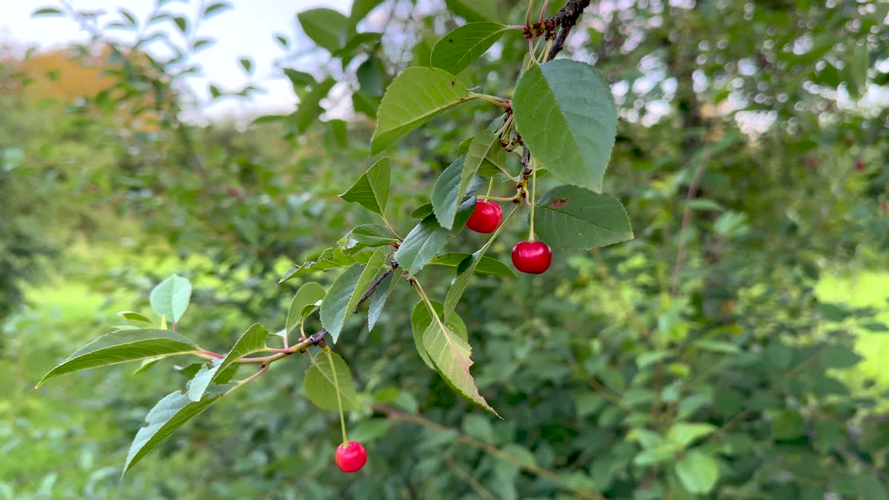 Ripe cherry fruits on the background of sunrise - 1 (4K60)