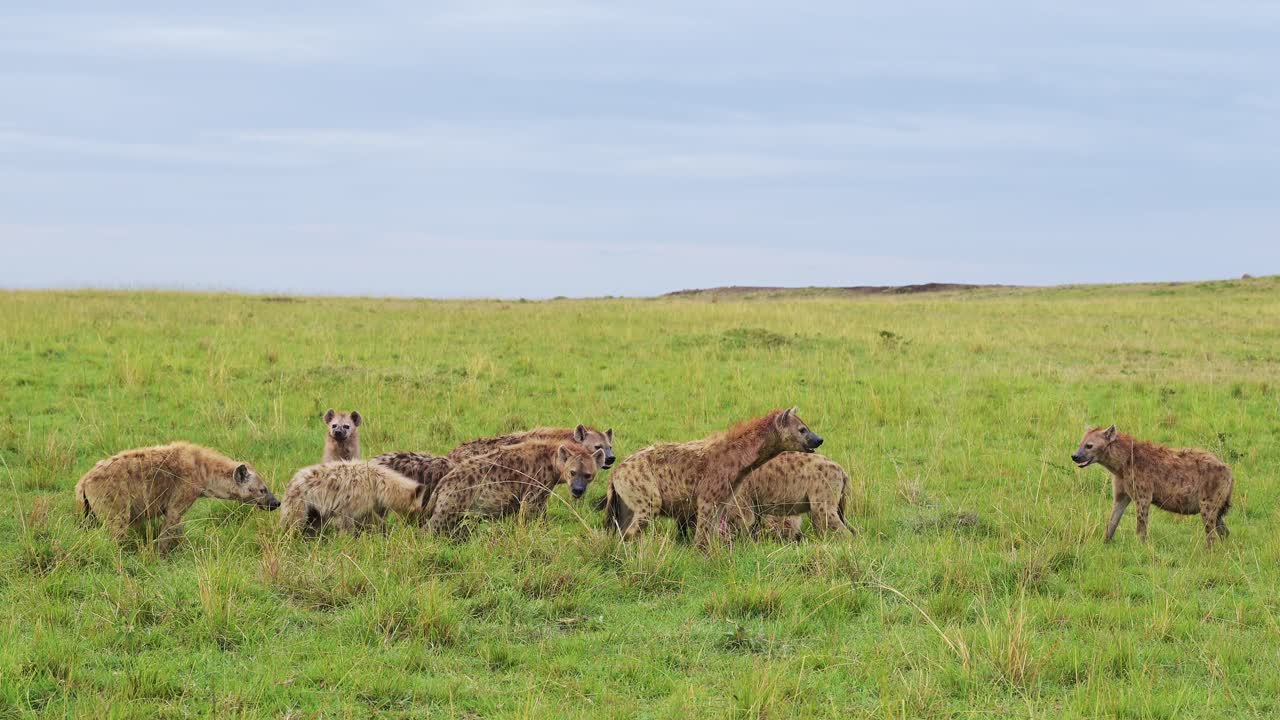 케냐의 마사이 마라 북부 보호구역 (masai mara north conservancy) 에서 사냥을 둘러싼 하이에나 그룹이 사냥의 유해를 먹고 있습니다.