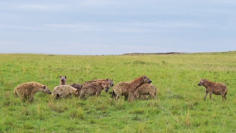 colección de hienas que rodean una matanza comiendo restos de una matanza en la reserva nacional masai mara norte, vida silvestre africana en la reserva nacional masai mara, kenia