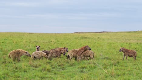 group collection of hyenas surrounding a kill eating on scavenged remains of a kill in the masai mara north conservancy, african wildlife in maasai mara national reserve, kenya