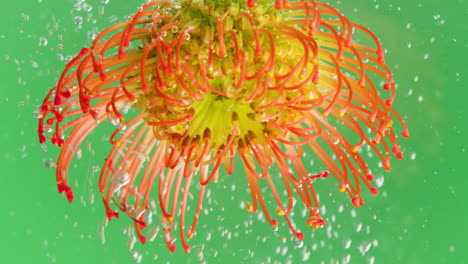 핀 쿠션 프로테아 (pincushion protea) 는 거품이 있는 물에 여 있다.